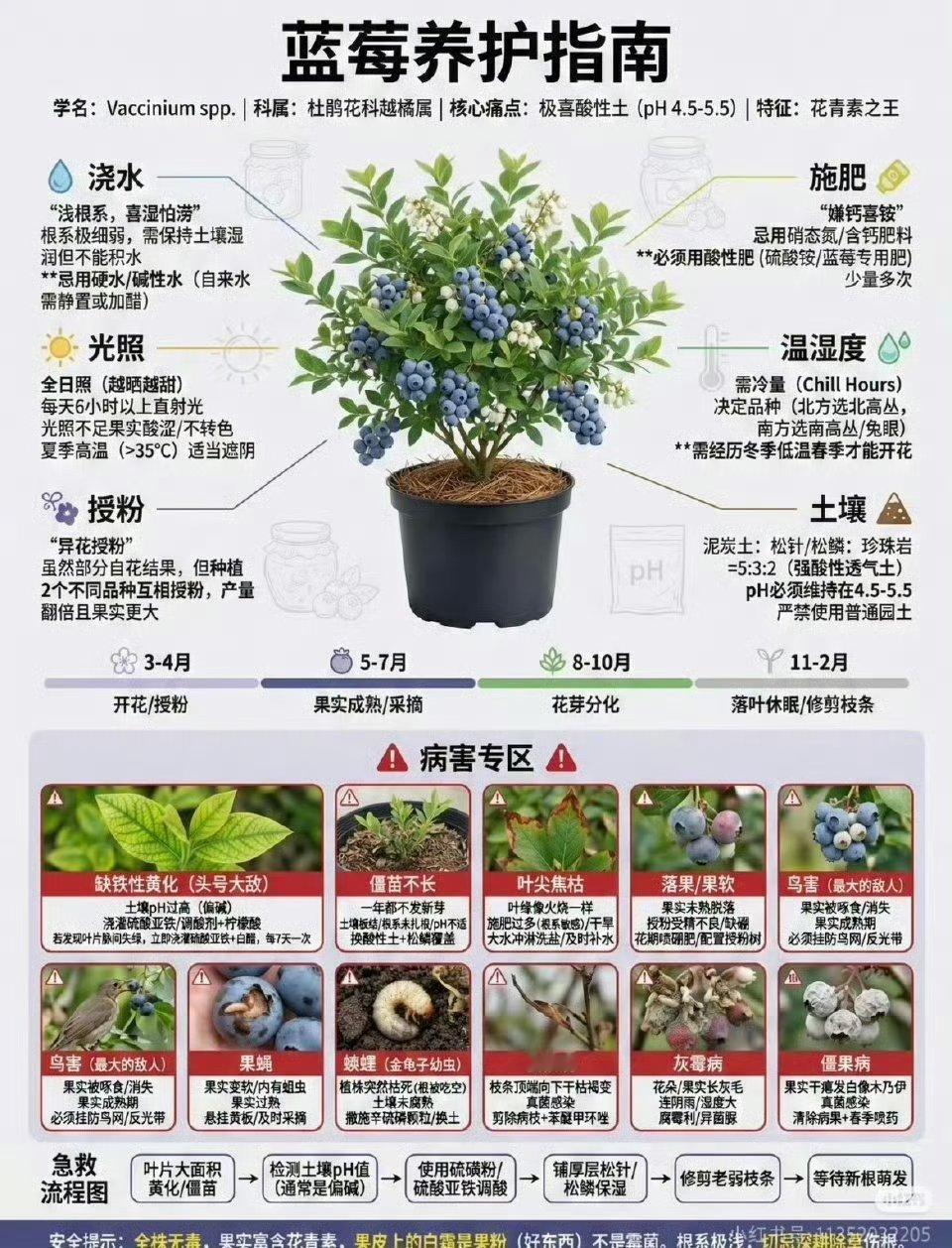 🫐蓝莓的种植方法🌱 新手种植“五步走”  第一步：选对品种是成功的一半  蓝
