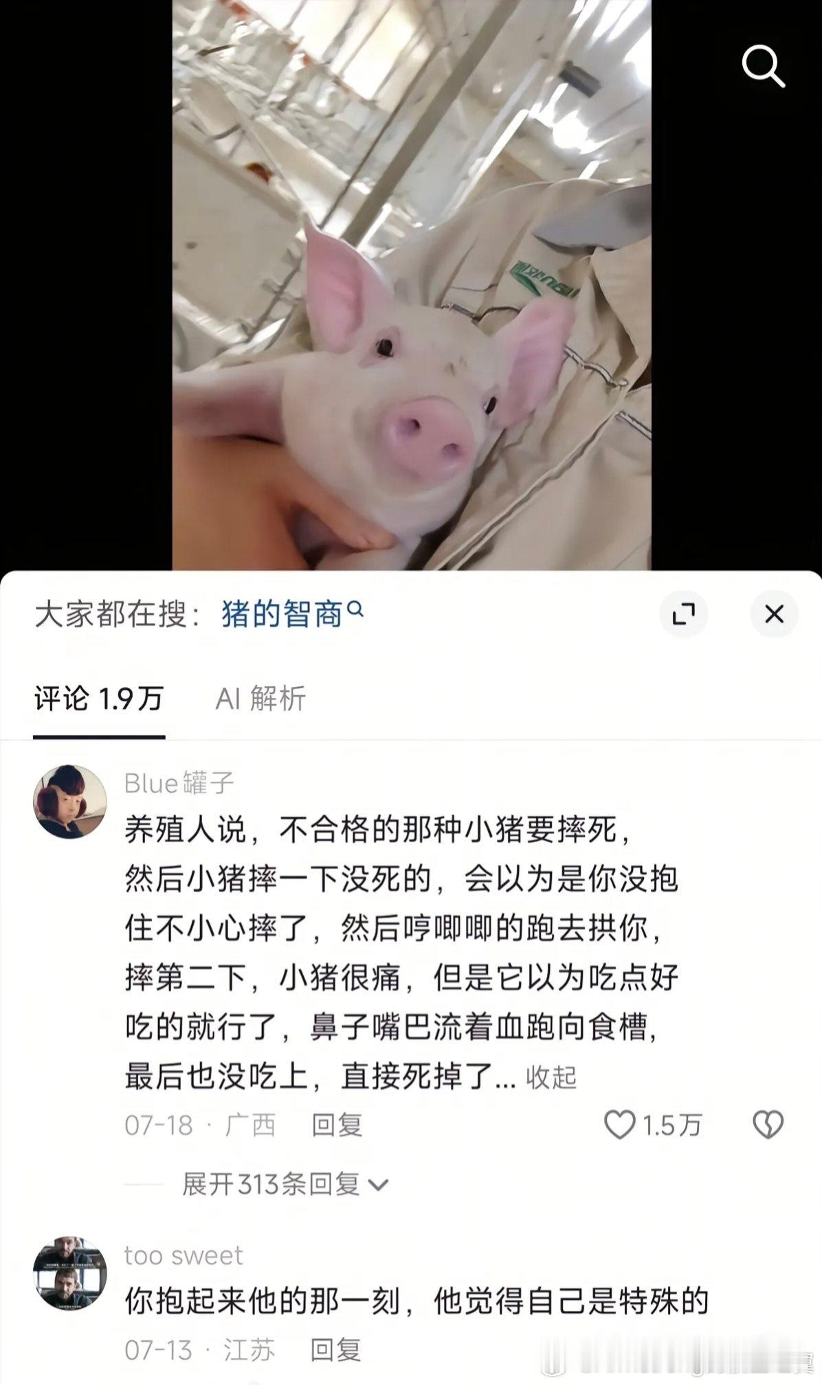 小猪什么都不知道，它们以为吃一顿就好了。 ​​​