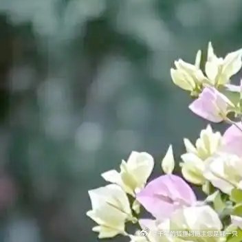 每日一善[超话]❤️每日一善 ❤️阳光信用 ​生活就像一杯清茶，苦涩中带着甘甜。