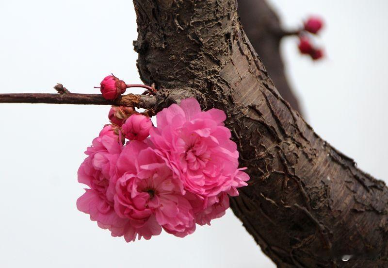 七绝|四月樱花吟
柳舞风摇艳影归，
春红荡漾动芳辉。
樱花绽放悠扬粉，
谁识高原