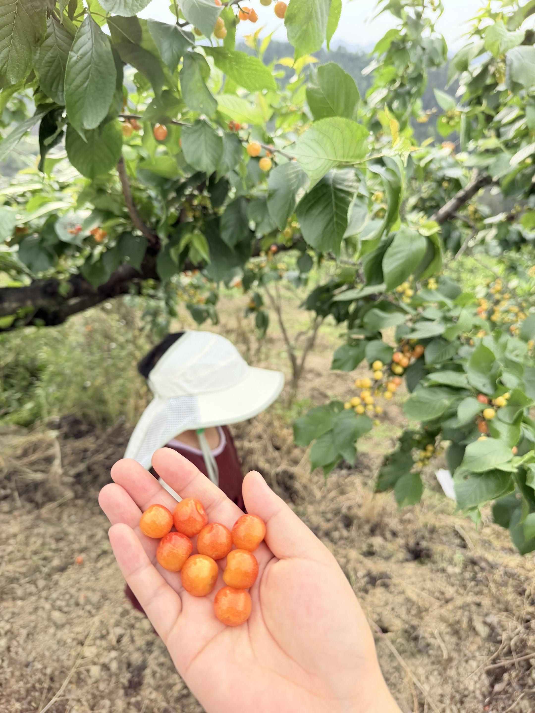 在老家生活是真的巴适！一年四季都不缺水果吃，今年孩子的爷爷又给我们种了...