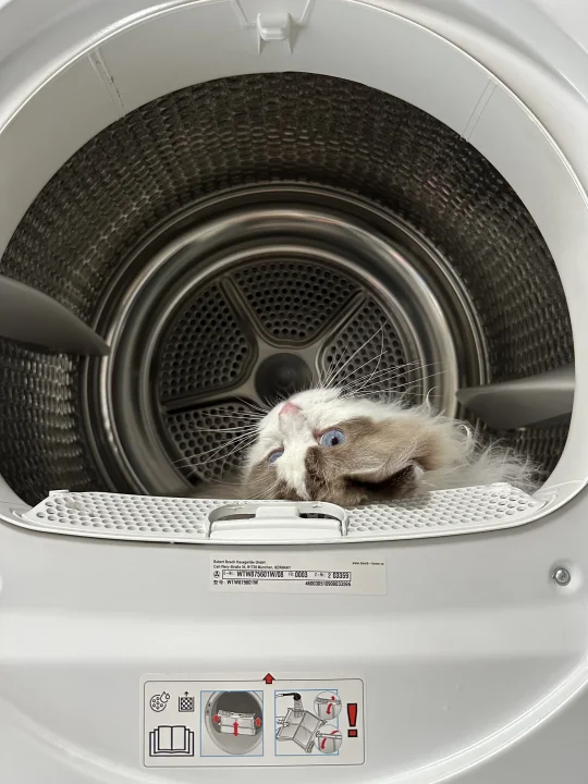 洗衣机里长出猫了🐱