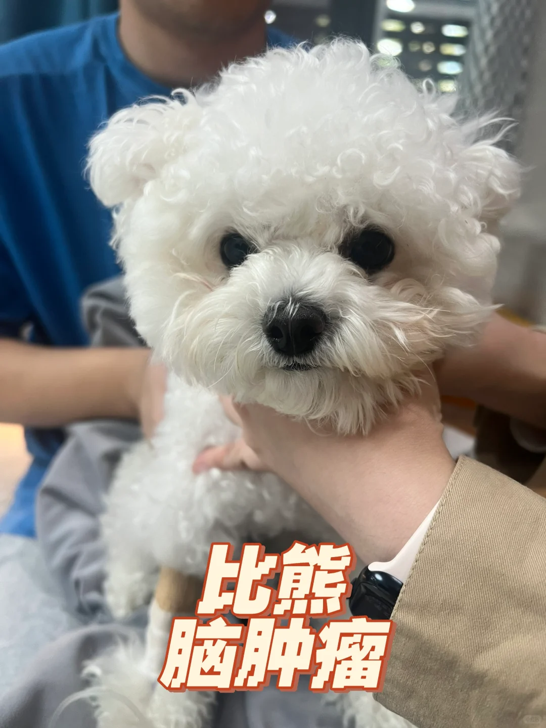 年轻小狗也有脑肿瘤