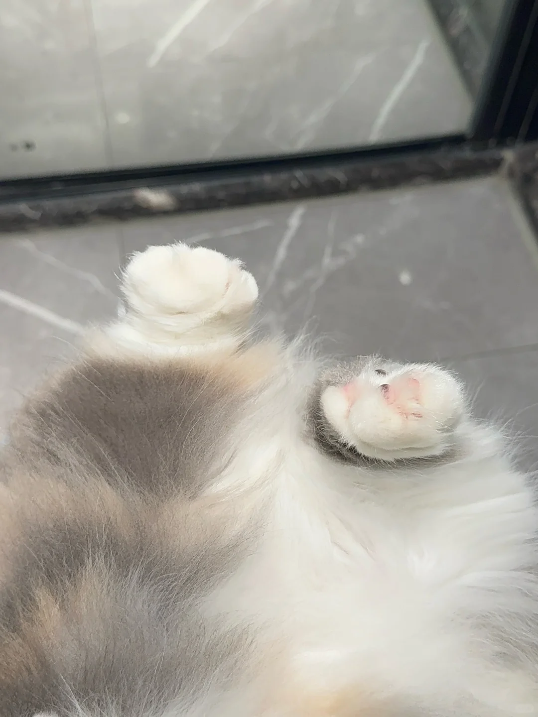 喜欢啃小猫的jio😭是不是心理有问题