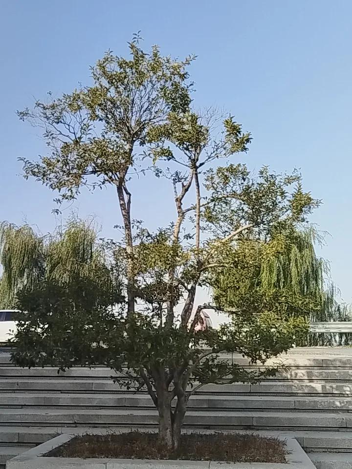 这是什么树，冬天也是繁叶茂盛。