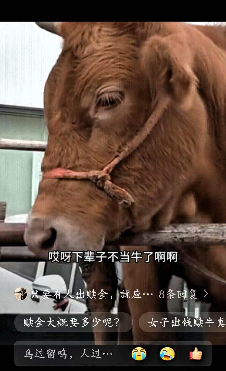 泪目！一名女子在屠宰点外对拴着的牛轻声说“下辈子别当牛”，牛竟缓缓点头，这段视频