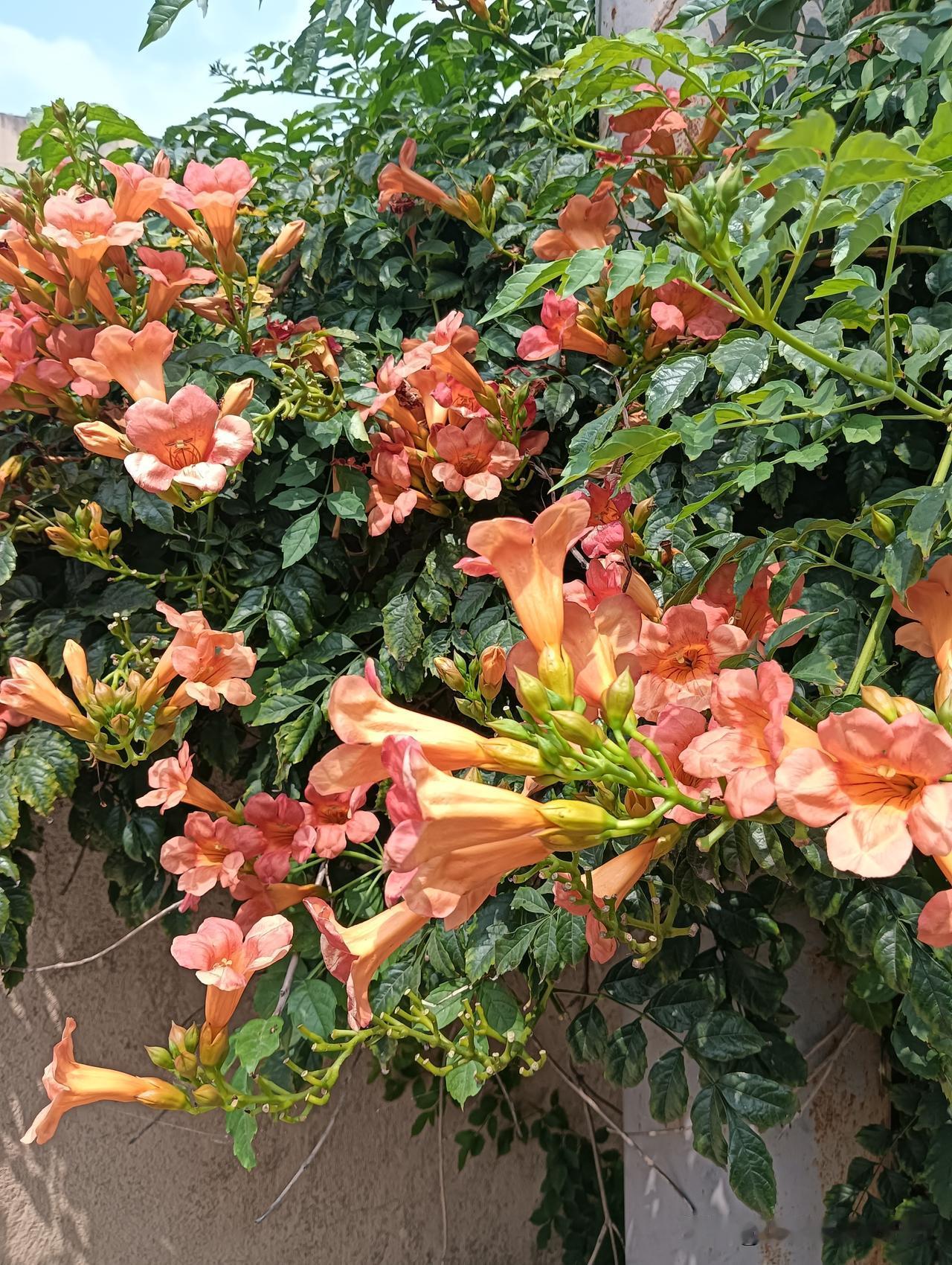 晒图笔记大赛好美的凌霄🌸欣赏！