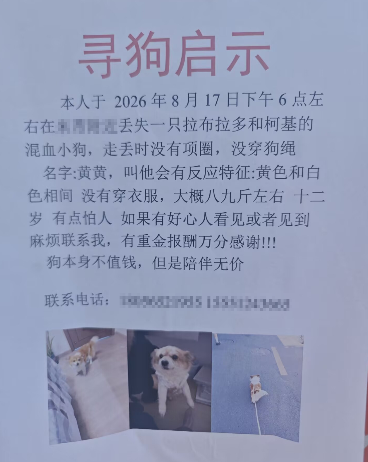 没爱是杂种狗有爱会变成混血小狗希望能找到吧 