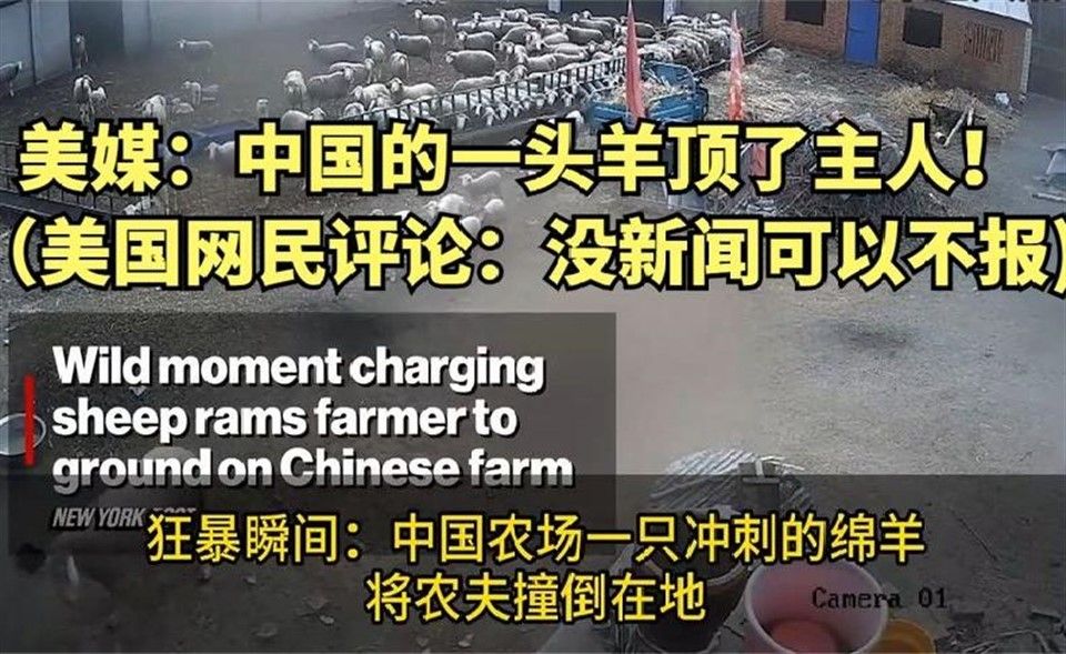 美媒：中国的一头羊顶了主人！（美国网民评论：没新闻可以不报