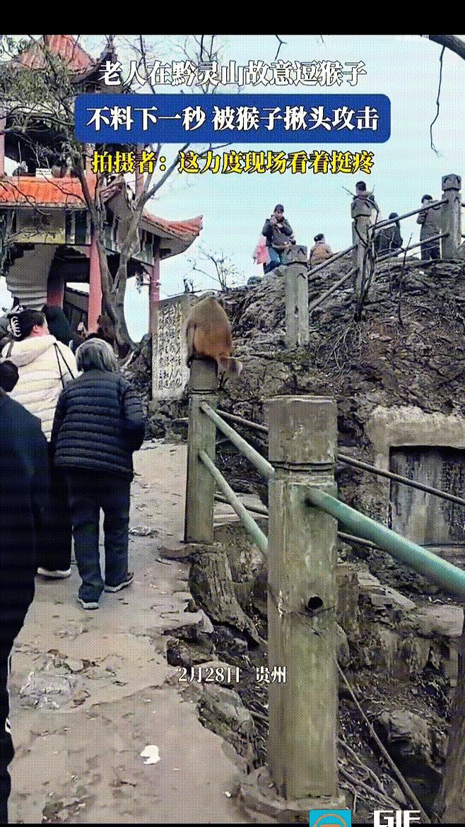 连天王老子都要抓？
景区栏杆上一只泼猴，被当成随手可摸的“萌物”。
老太太伸手去