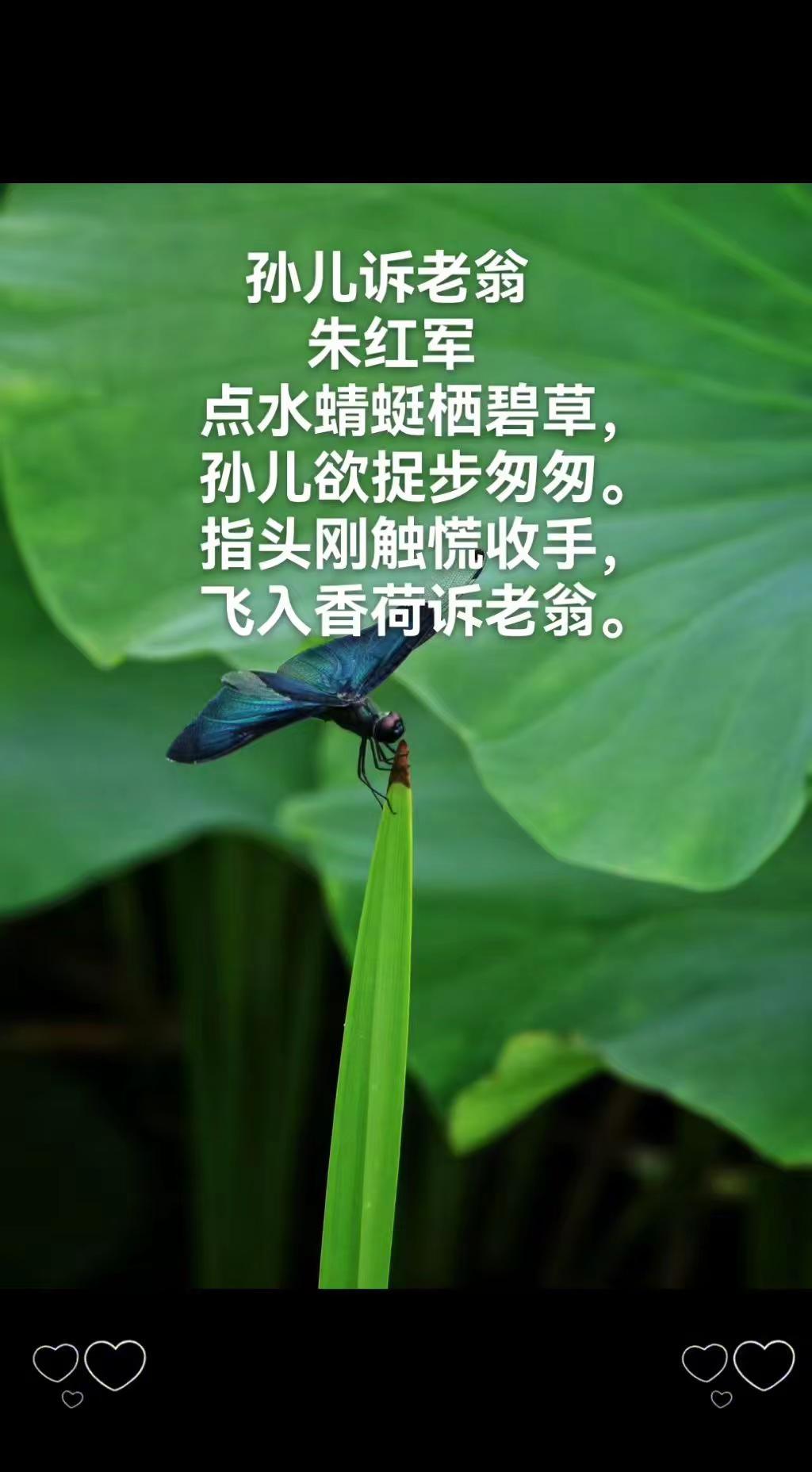 孙儿诉老翁       朱红军点水蜻蜓栖碧草，孙儿欲捉步匆匆。指头刚触慌收手，飞