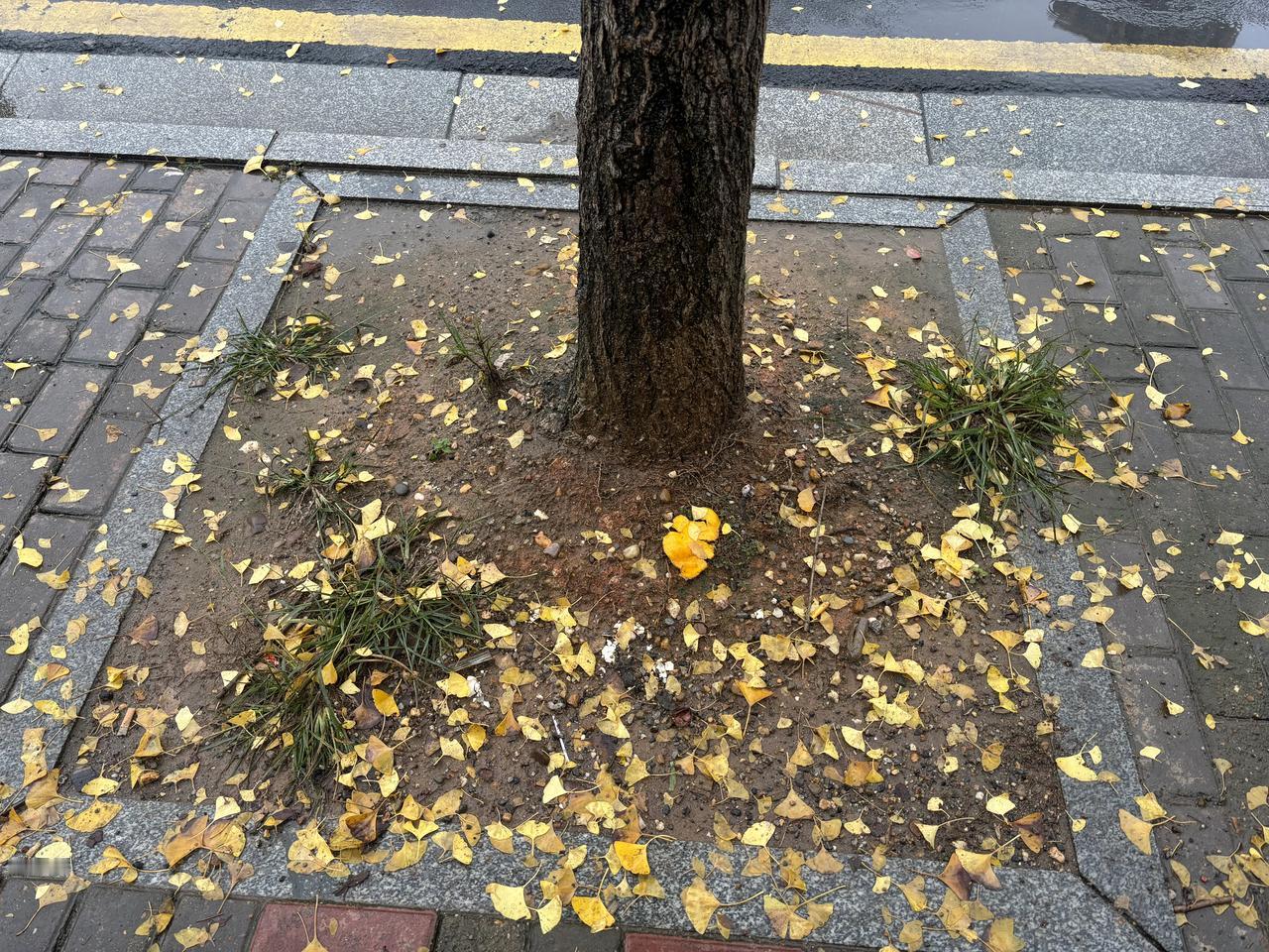 这是落叶归根之举，
更是反哺大地之行。
土地滋养着树林，
树叶为土地增添养分。