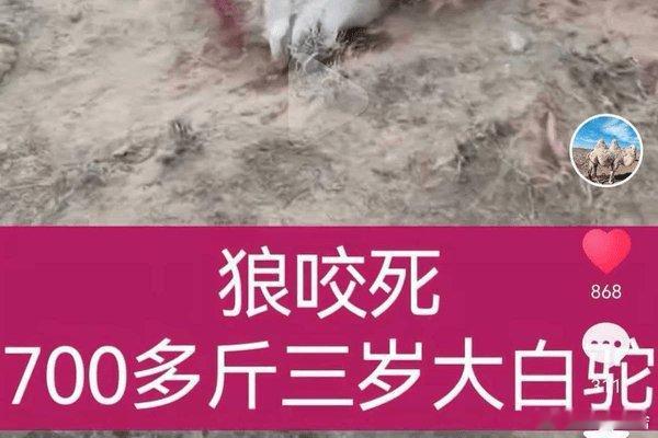 咬死了这么多啊.这是个大狼群呐......搜狐新闻:【包头牧民称22头骆驼被狼咬