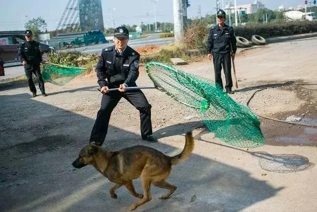 狗的问题实际上是人的问题，恶犬咬人，错在于“人”。《中华人民共和国民法典》第一千