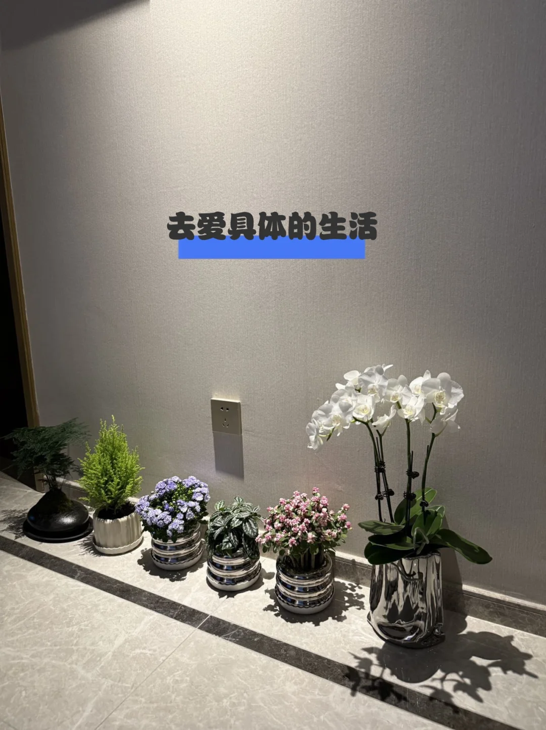 买家秀之家里盆栽一排排🍒乌鲁木齐绿植