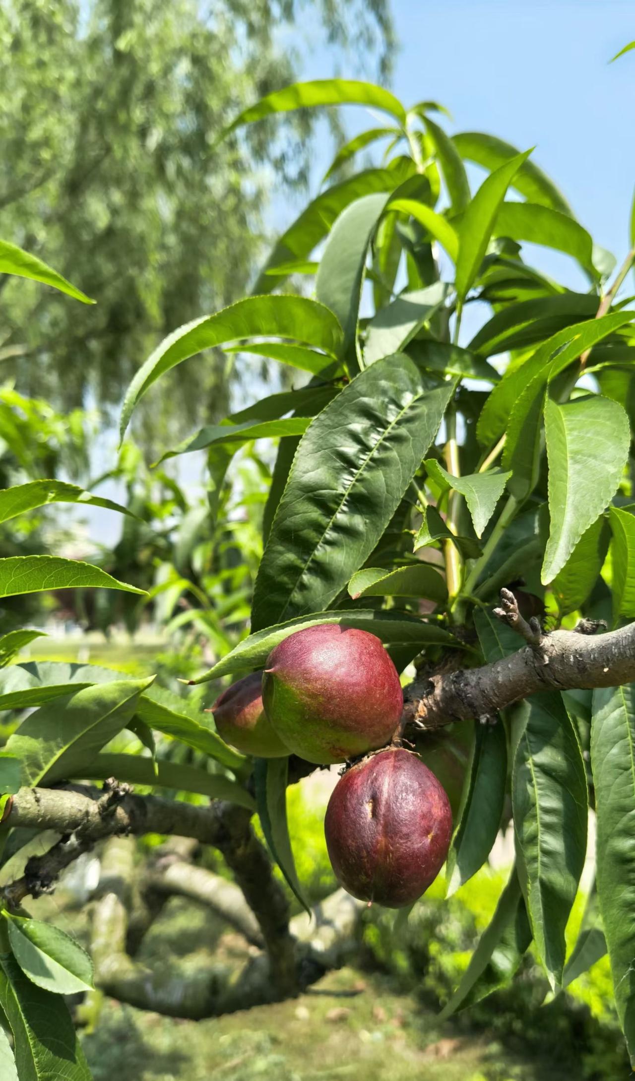 分享一张你拍过的最美的照片
