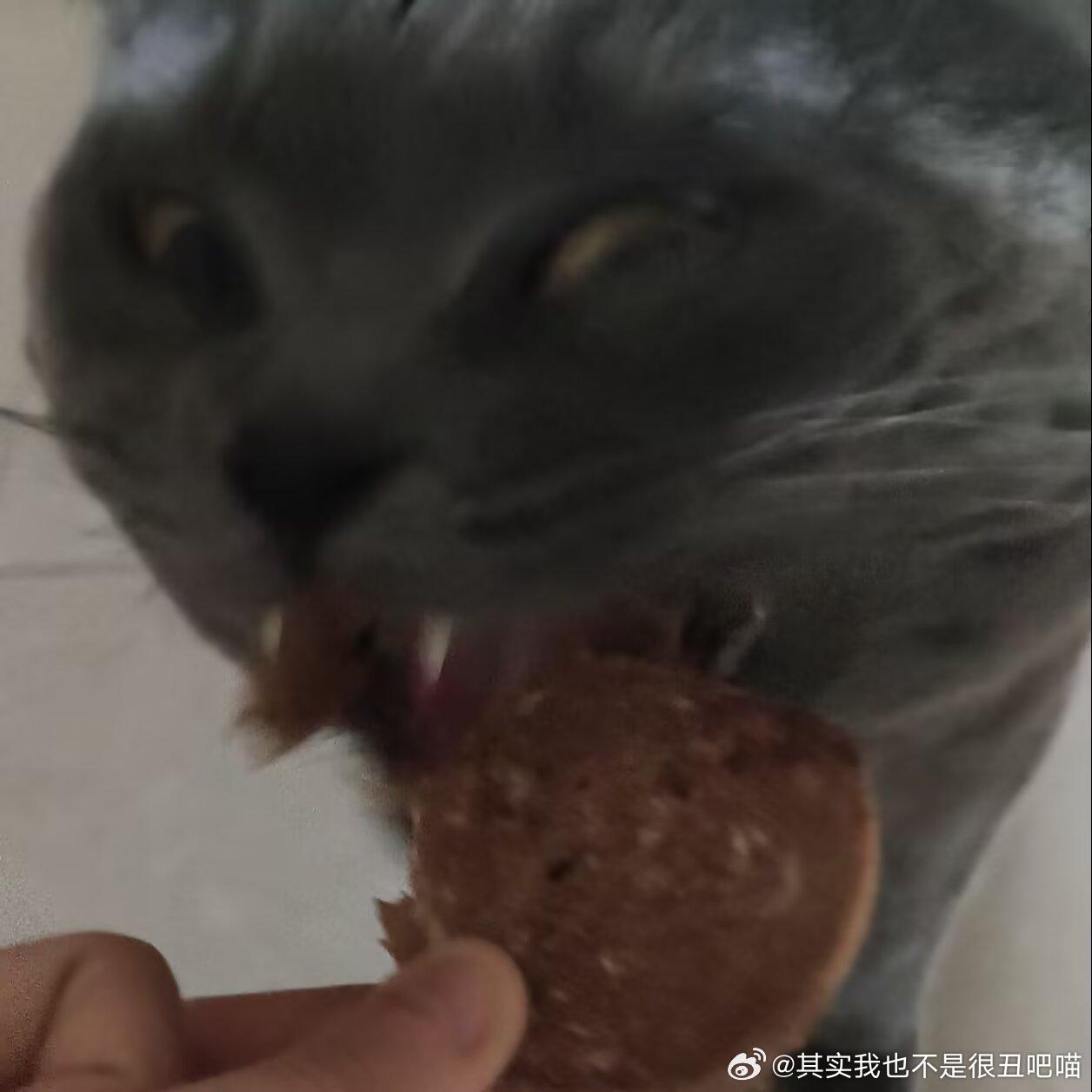 50174【丑猫】猫吃饼干 