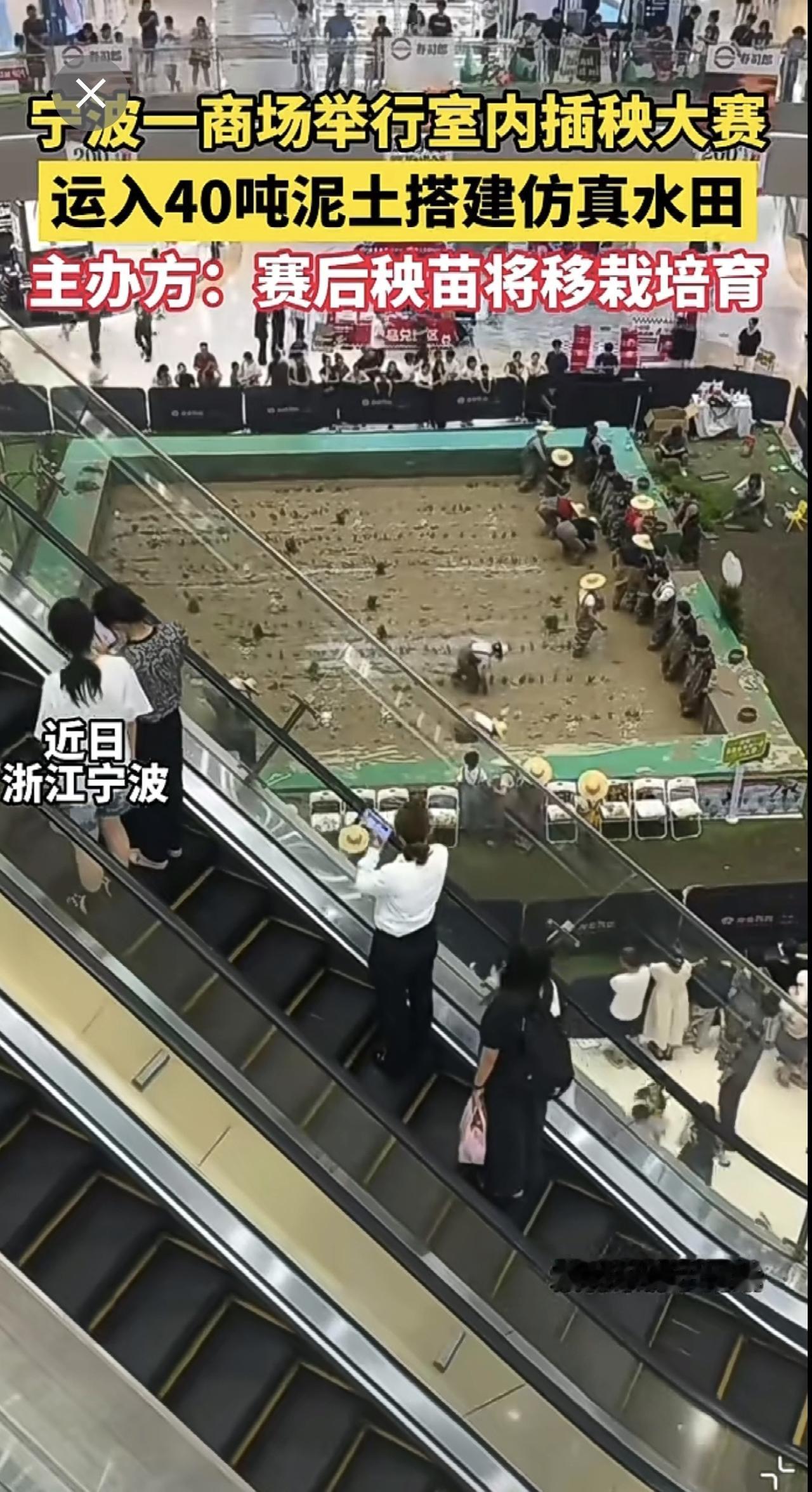 宁波一商场举行插秧大赛，运入40吨泥土搭建仿真水田，赛后秧苗将移栽培育。