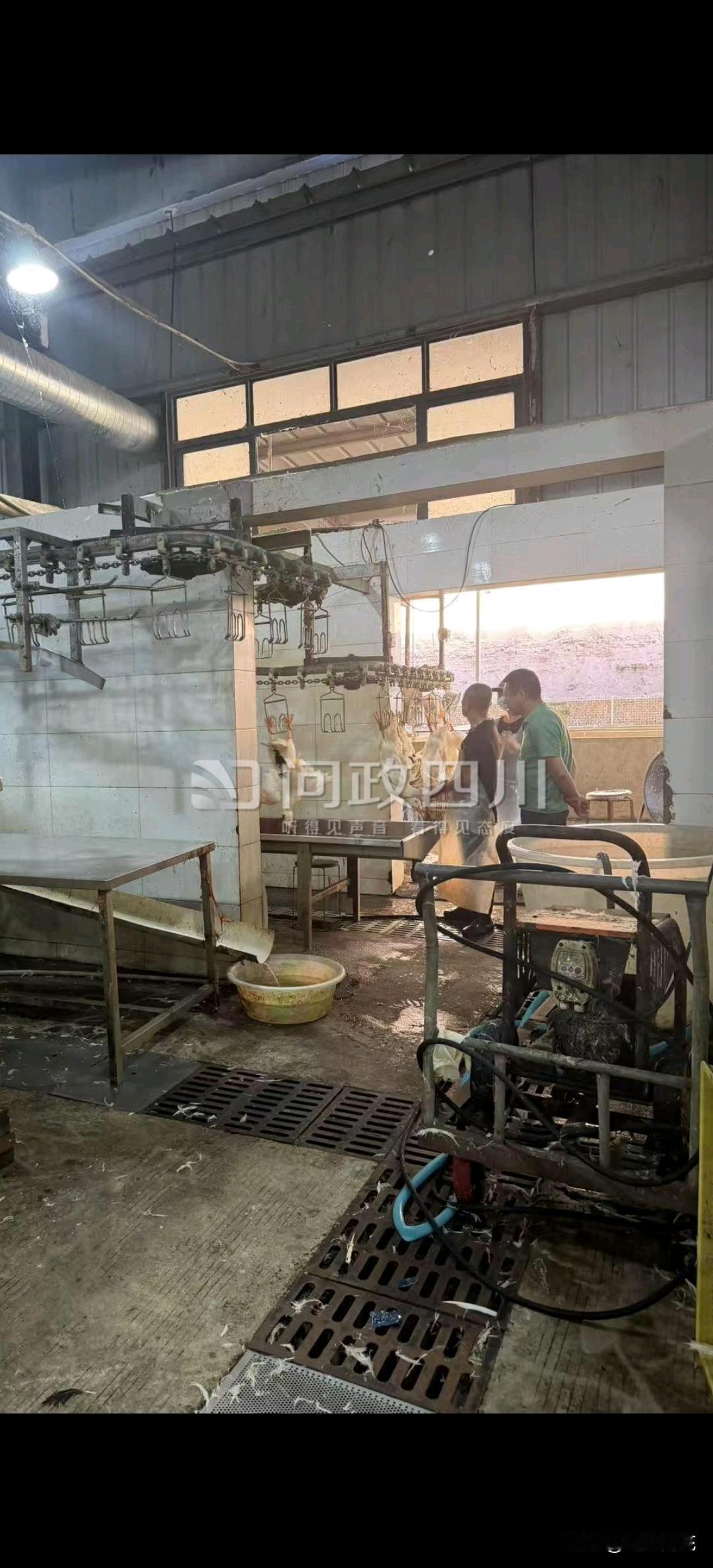 网友反映：南充这个食品公司鸭肉屠宰车间生产环境脏乱差……
近日，有网友在问政四川