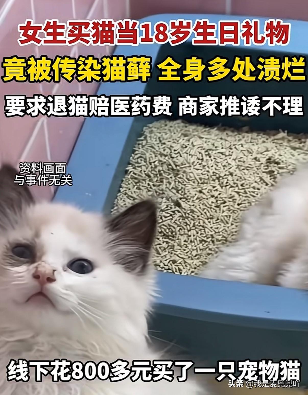 太惨了！女孩花800元买了一只猫当生日礼物却被传染猫癣全身皮肤溃烂

3月5号江