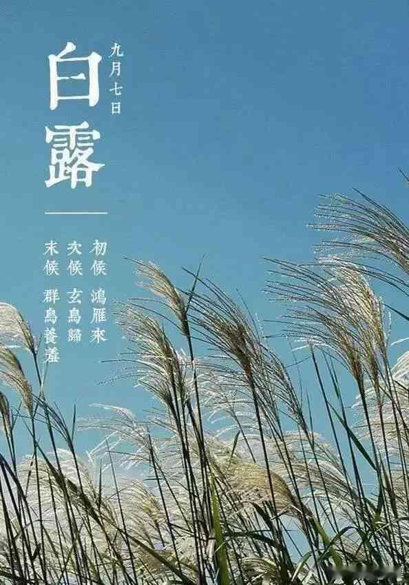 白露｜仲秋启幕，润燥敛阳白露，二十四节气第15位，秋季第三个节气，公历9‑7～9