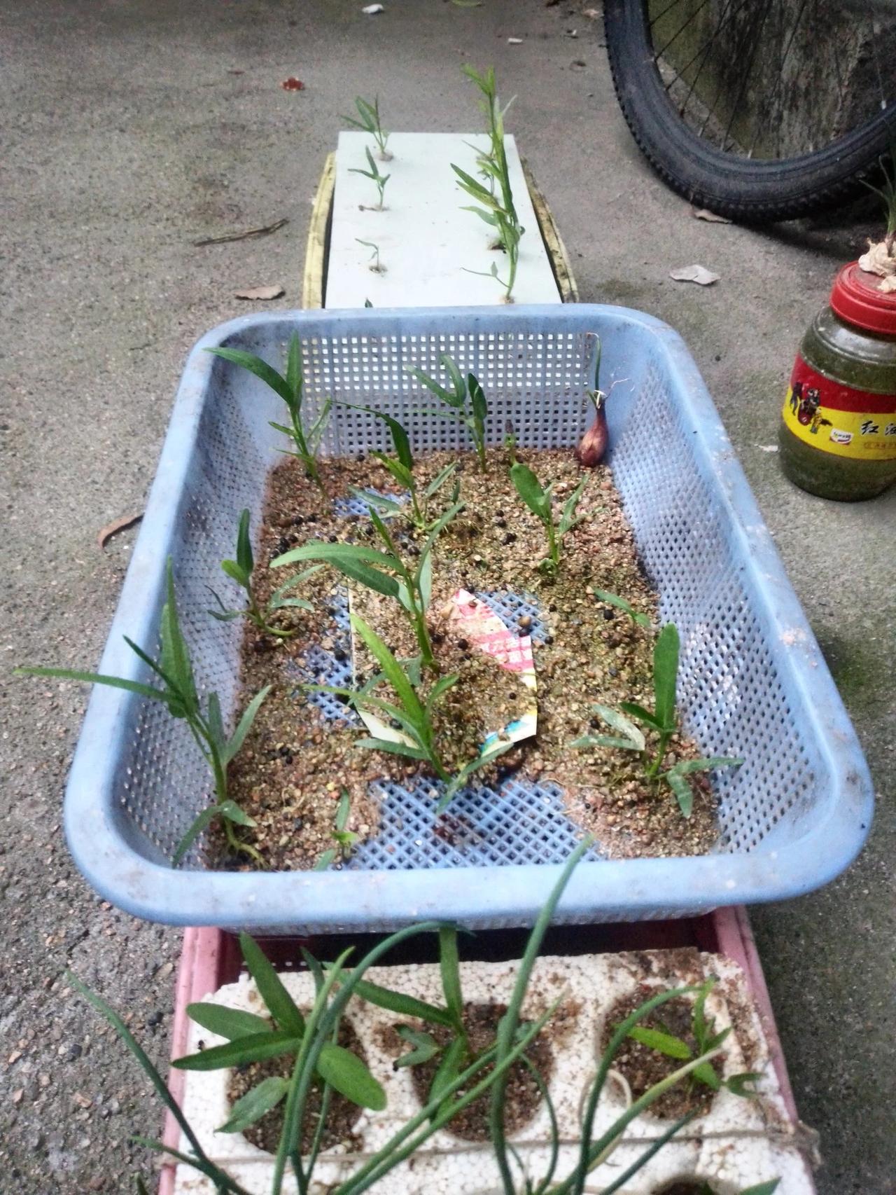 我种的菜长得还好吧。