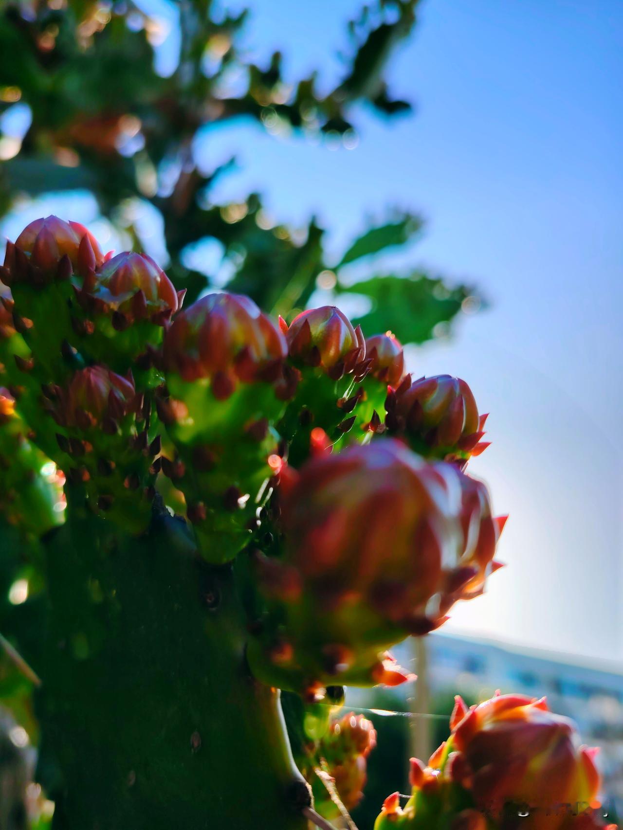 山花风景仙人掌花池美丽