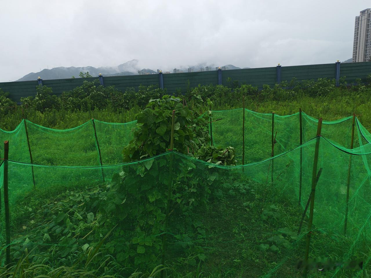 一场大雨，这位辛勤开荒种菜，还舍得买纱网将庄稼围起来的“老农”惨了：大雨前我看过