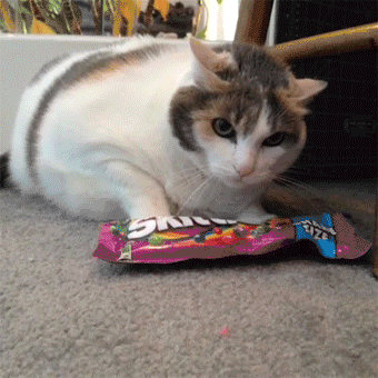 猫猫：别惦记我的东西 