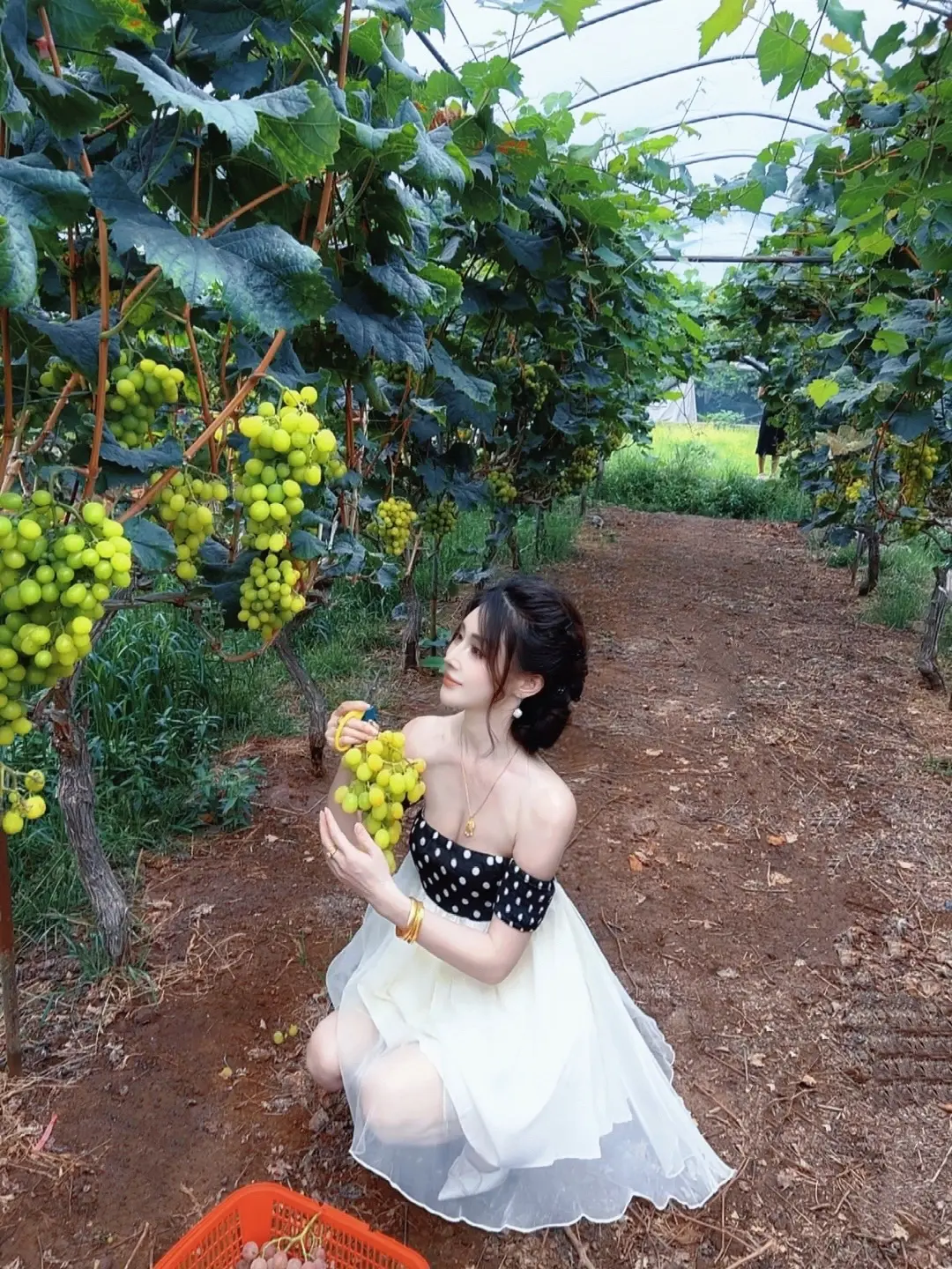 生活如葡萄🍇有酸有甜；人生如戏，有苦有乐