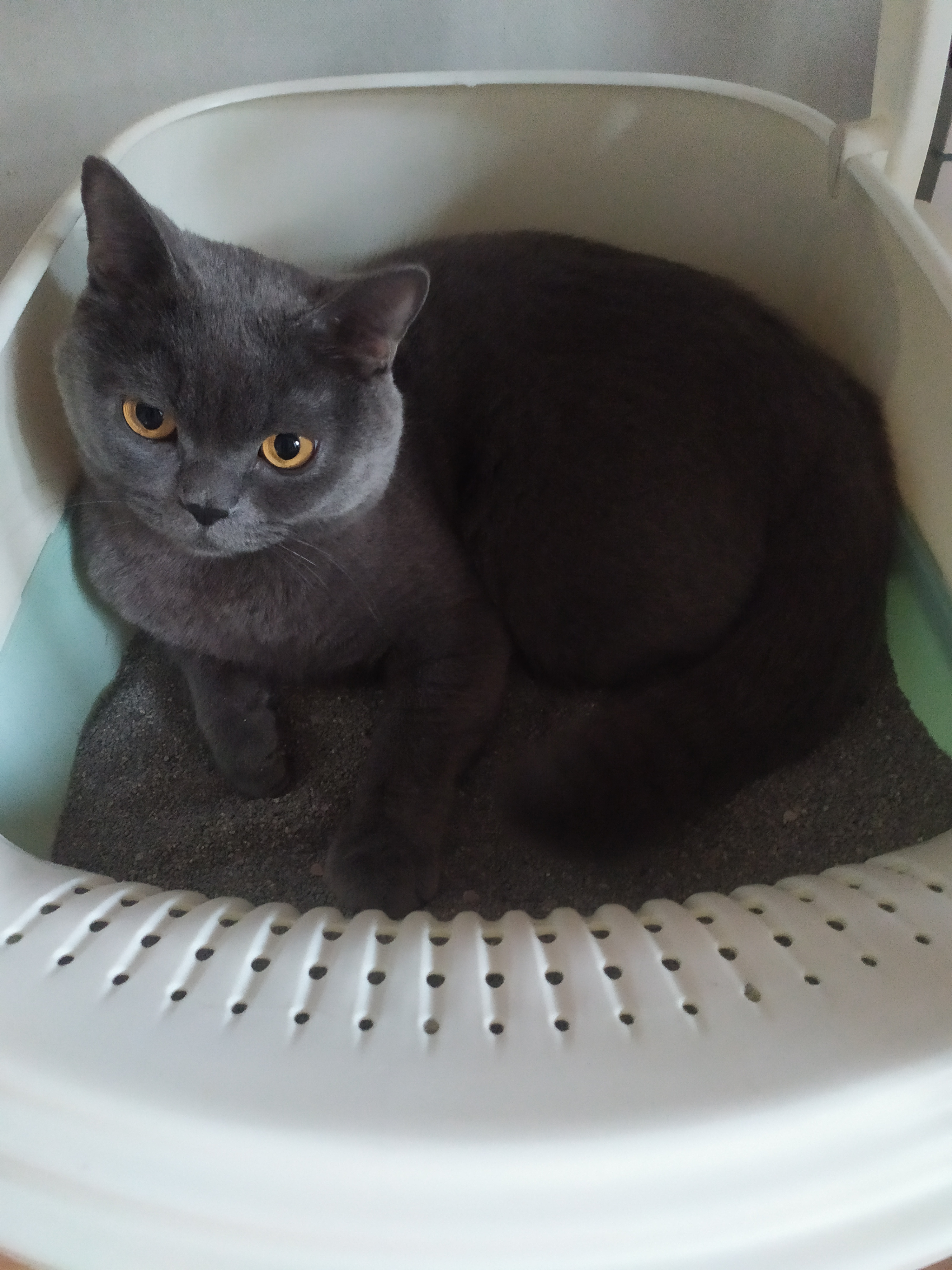 这猫不能要了，喜欢跑屎盆子里趴着[二哈] ​​​