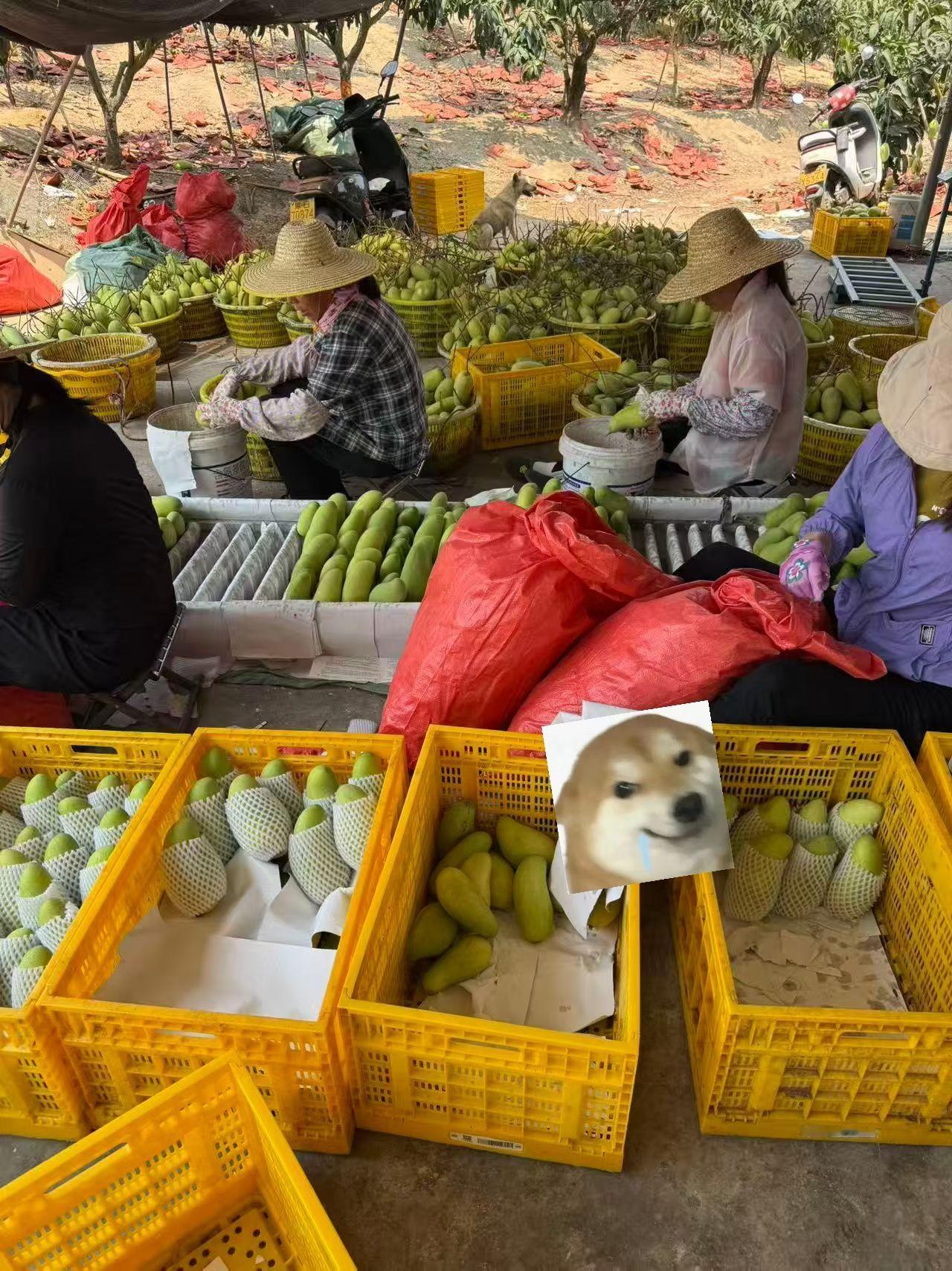 每个果放浆套袋都是有专业芒果工程师操作的，几十年不翻车工人一天工费200一人，很