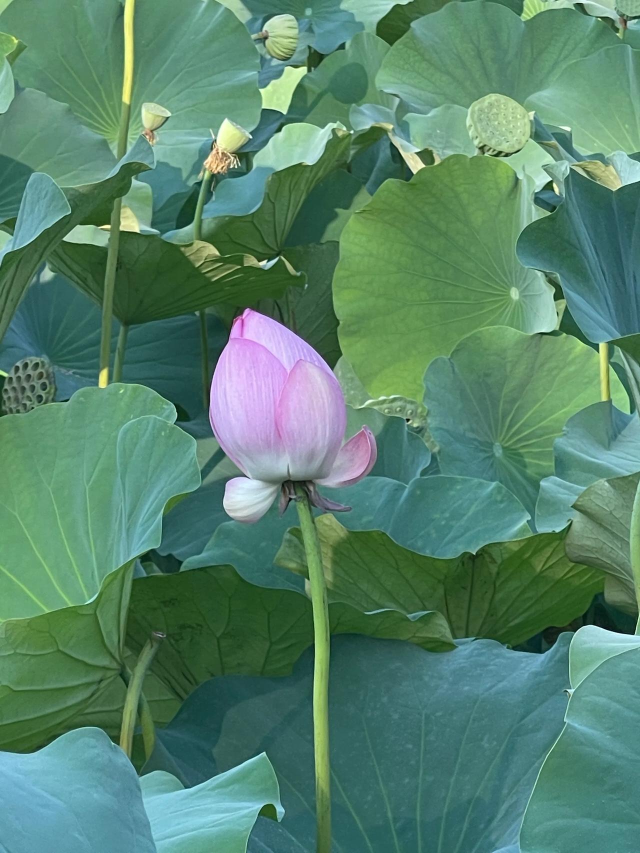 大暑三秋近，林钟九夏移。
万竿千倾水，碧荷亭亭迟。