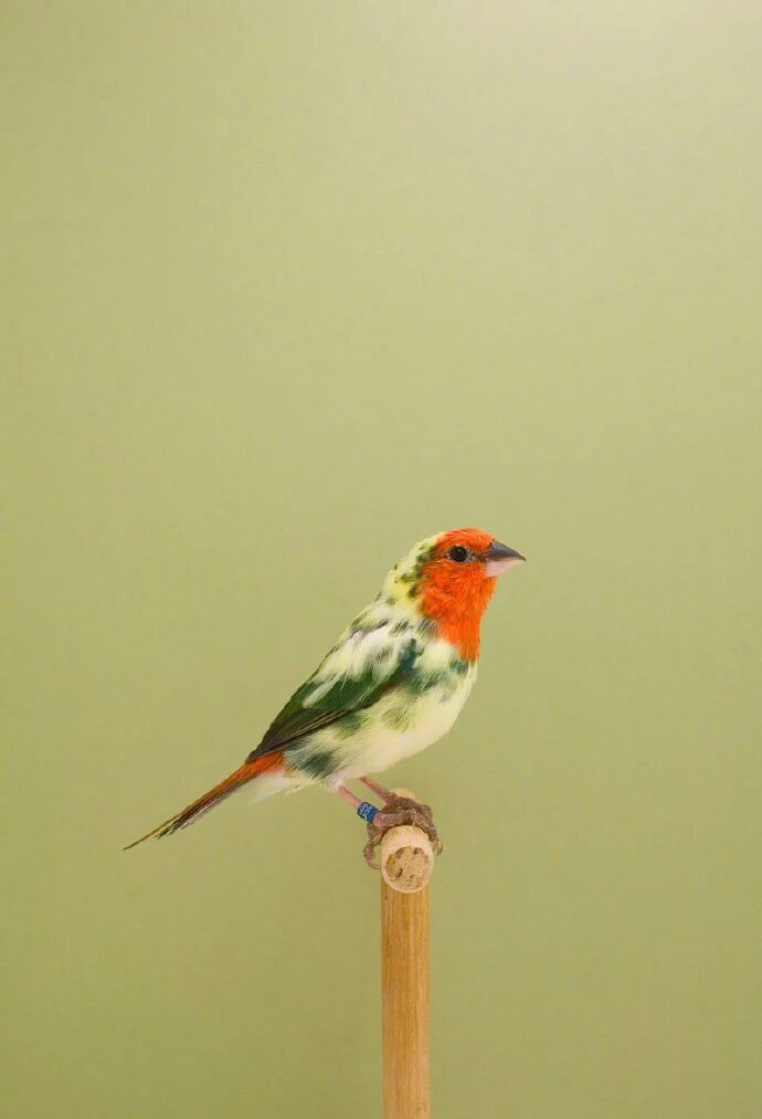 近距离观察生命力｜Luke Stephenson  ​​​