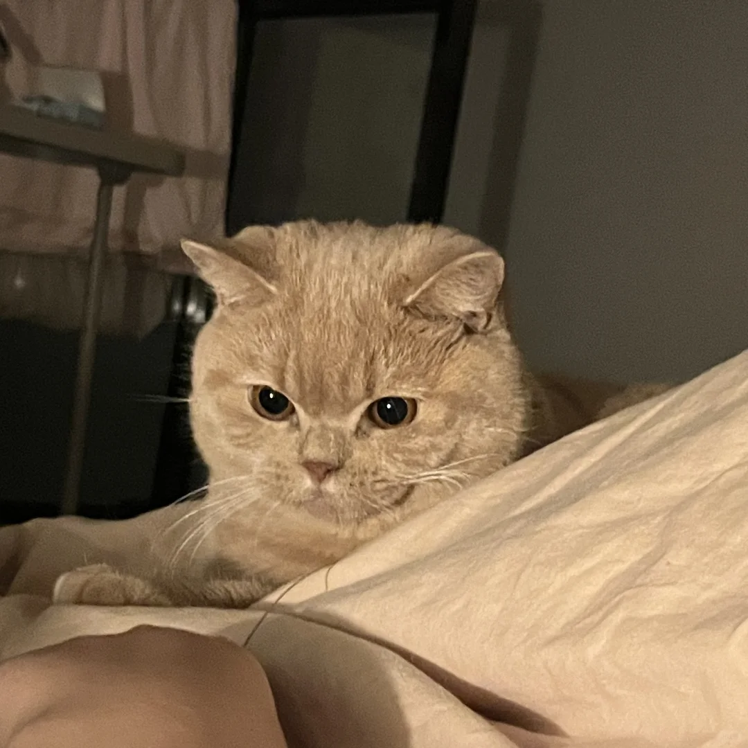 小甜鑫🐱｜再玩5分钟嘛🥺
