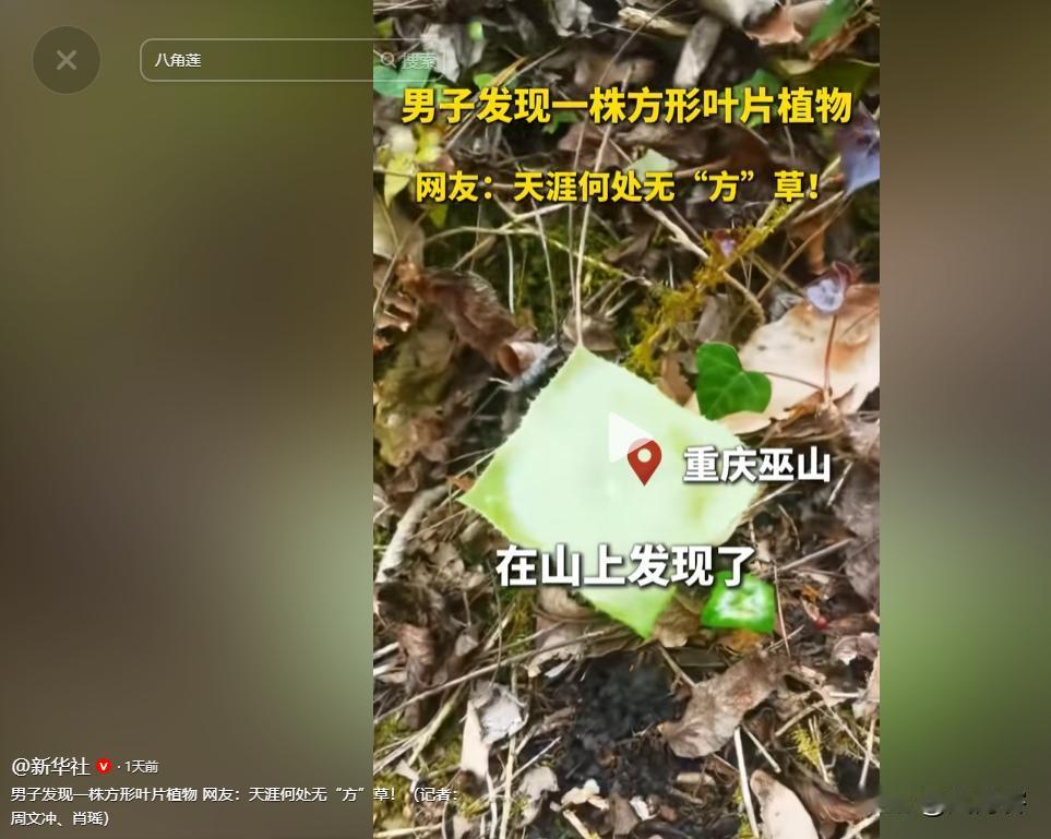 [太阳]天涯何处无“方”草，一名重庆男子五一期间去爬山，偶遇罕见植物，叶片方得像