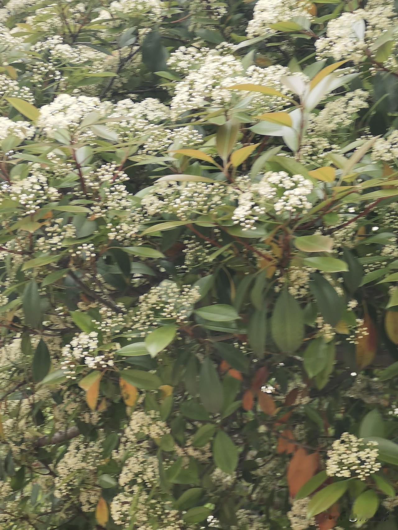 今年春天最想实现的心愿“天街小雨润如酥，草色遥看近却无”，韩愈笔下的春雨细腻，小
