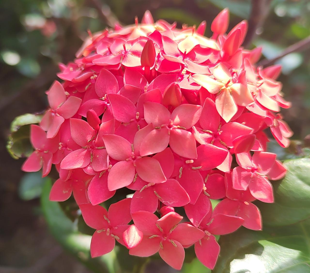 娇艳欲滴的红花就像成熟开放的美丽姑娘，踮着脚尖站在翠绿舞台中央。晨露是她佩于耳畔