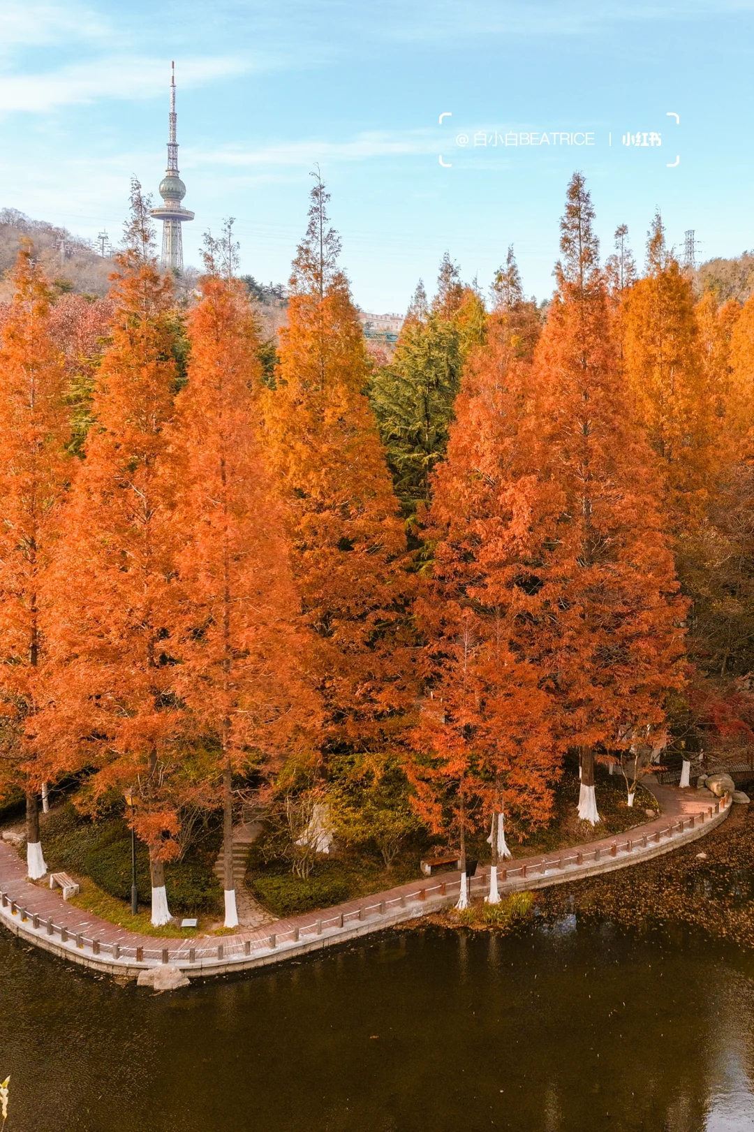 可惜你不来青岛🍁不知道秋天这❶❽地方有多美