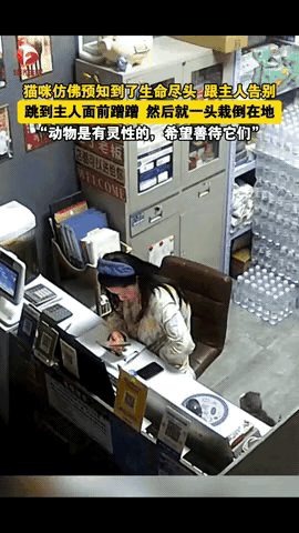 山东德州，一女子这天晚上莫名的睡不着觉，便起床到店里对账，期间她养了四年的猫咪，
