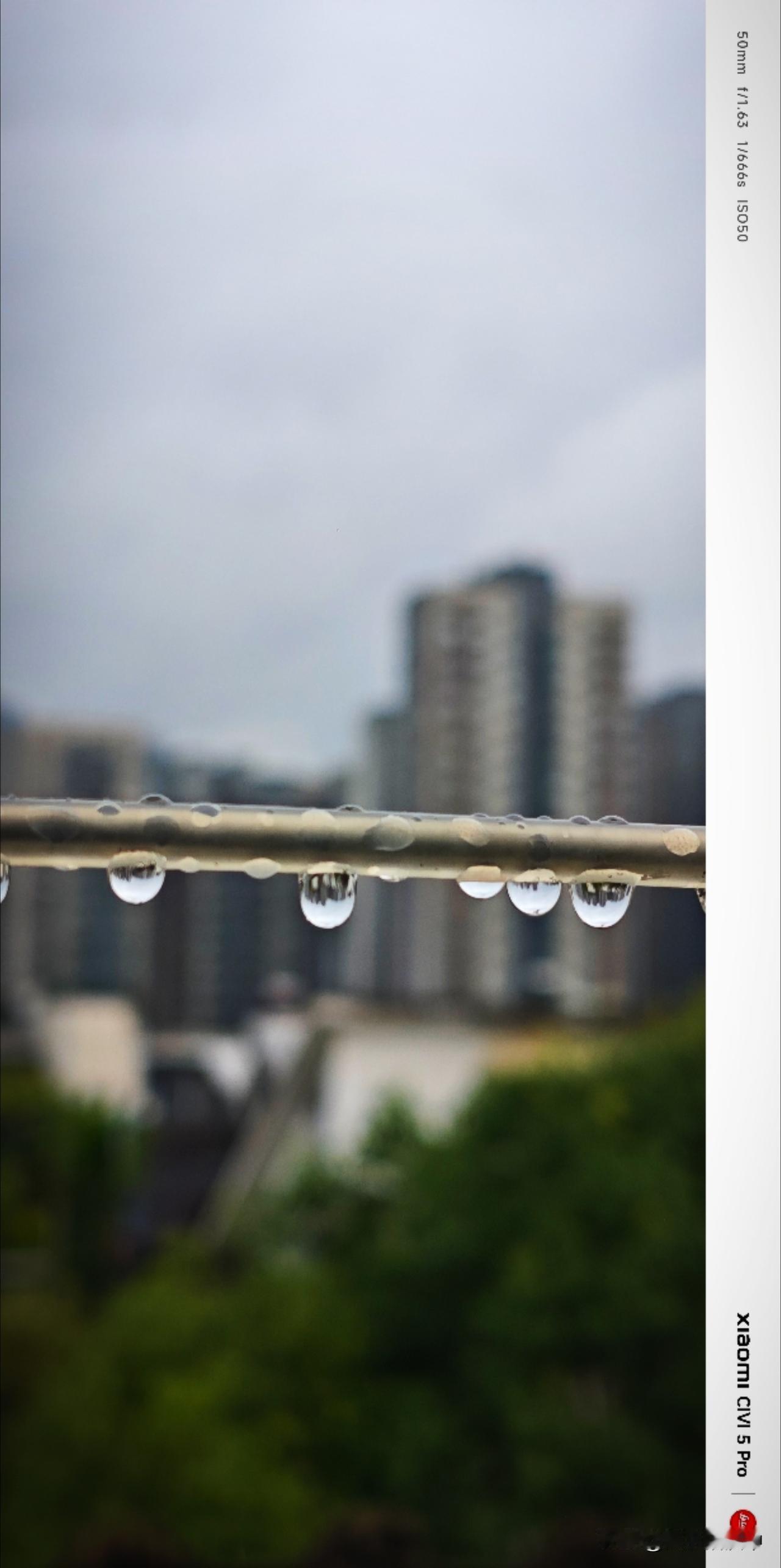 昨天下了一夜雨，雨是有些躁动的。一滴一滴，短促却清脆，掷地有声。短暂的间隙，铁丝