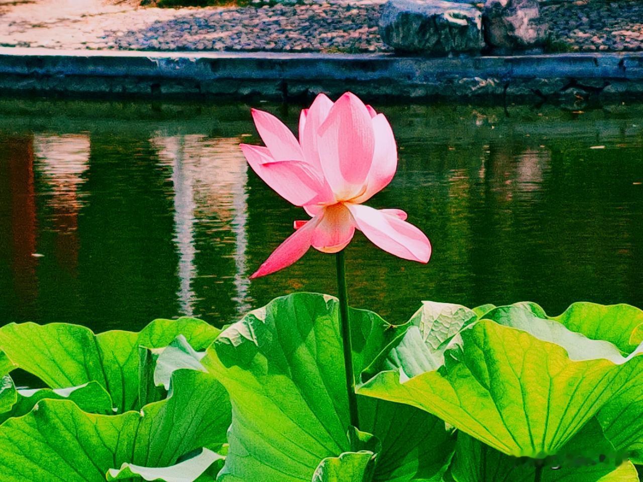 碧水莲花开，清风入画来。