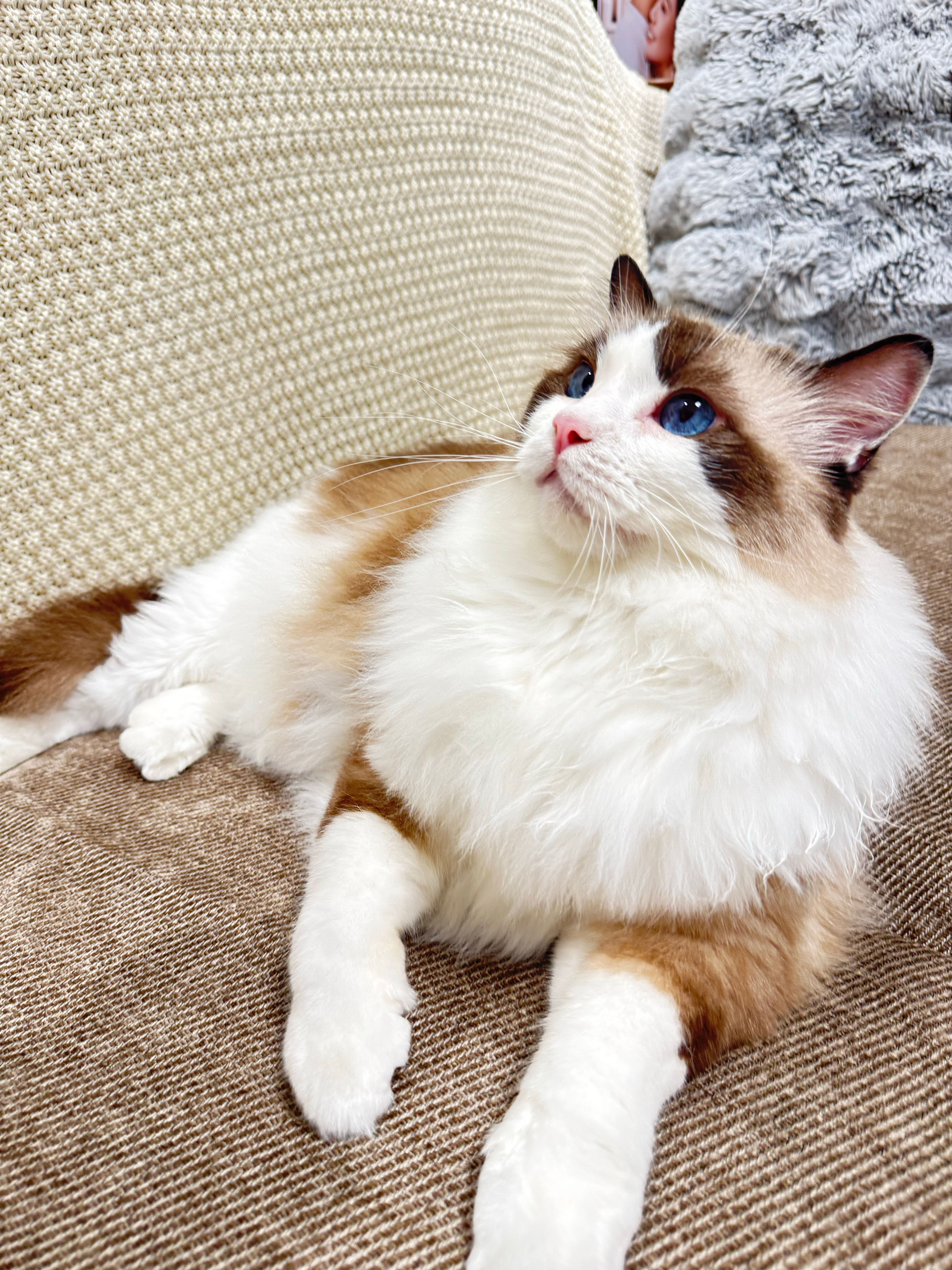 别人接娃我接猫，洗白白又是一条香喵 