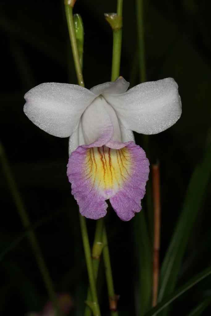 Arundina graminifolia (miniature form) 指