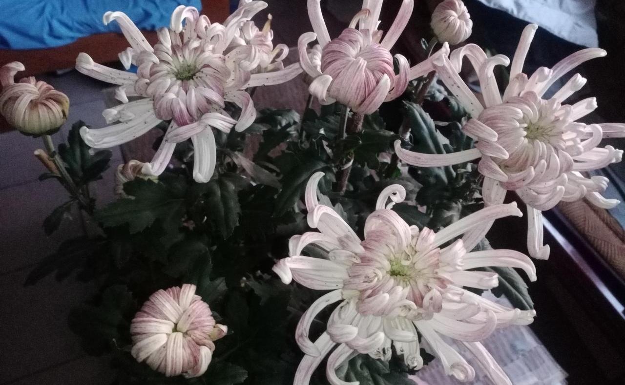 人到中年，最扎心的不是眼角多了几条纹，而是别人夸一句“状态真好”，她心里先蹦出三