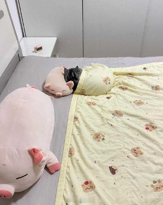 小猫咪也有自己的啵猪 ​​​