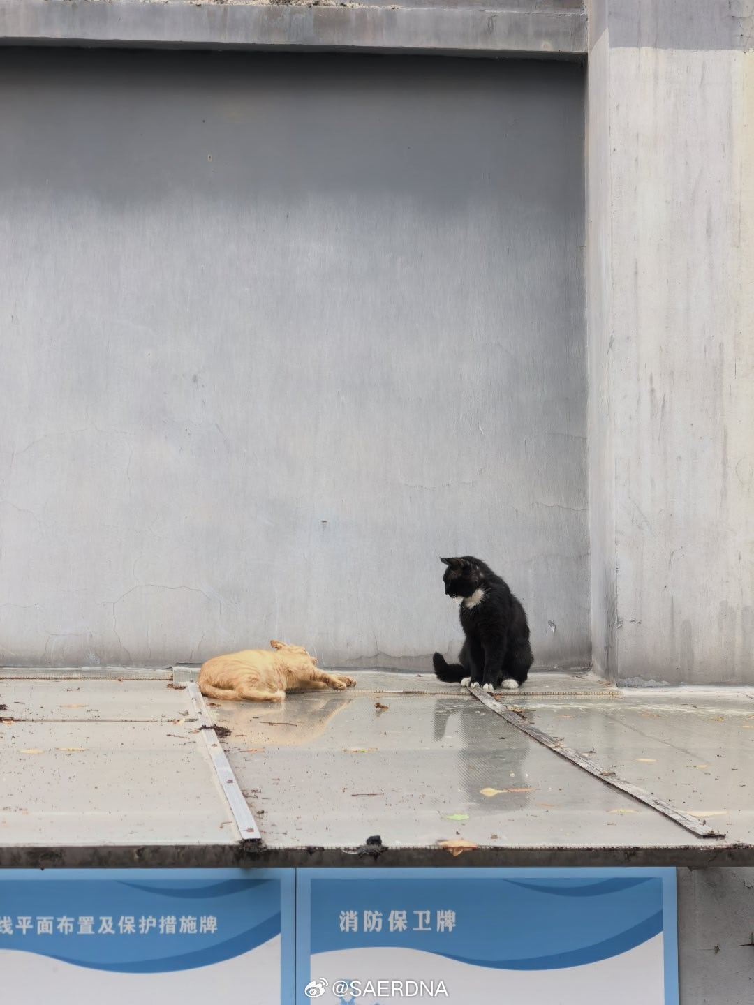 撩猫逗狗