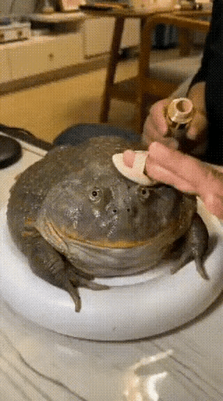 化了个装我就认不出你啦？