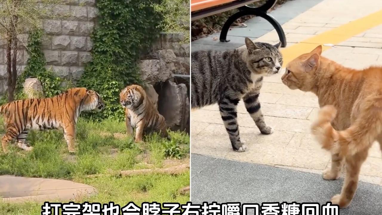 什么叫老虎来了也是这两下，哈基米底层代码共享这一块
