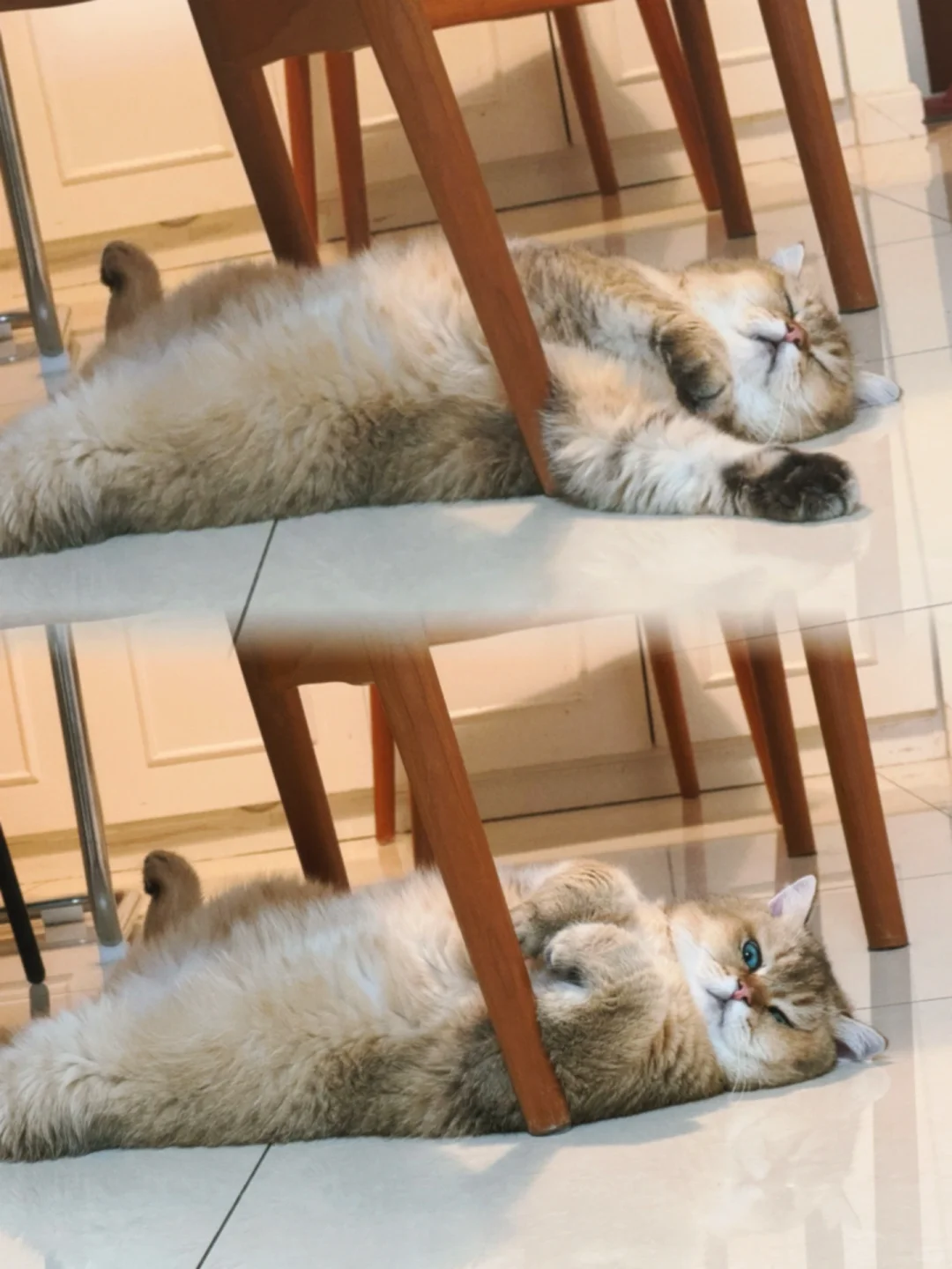 24小时空调供养着这头猪